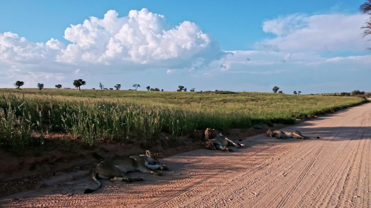 Dramatic Kalahari landscape with blue skies, thick cumulonimbus clouds, long green grass, and a pride lions on a dirt road in the national park after the rains