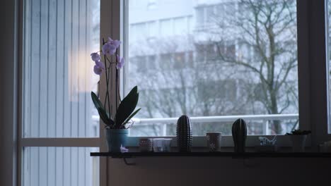 pink orchid flower by apartment window next to cactus decorations and small candles, on a cloudy winter day, handheld wide shot