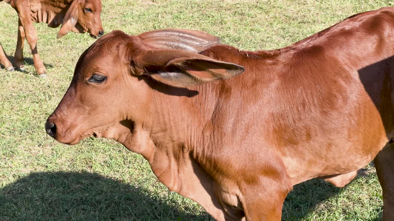 Mucche che pascolano pacificamente in un campo soleggiato