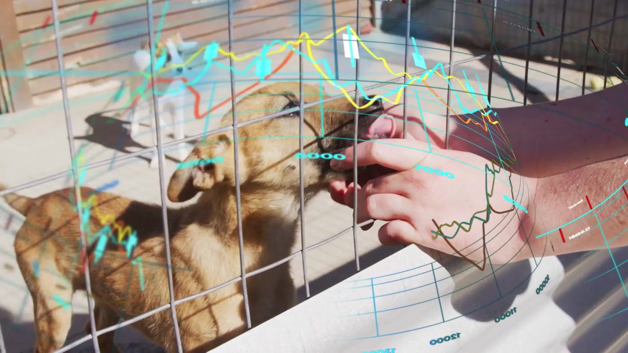 Funcionários do abrigo alcançando através da cerca de malha, mão confortando o focinho do cão enquanto gráficos se sobrepõem à cena.