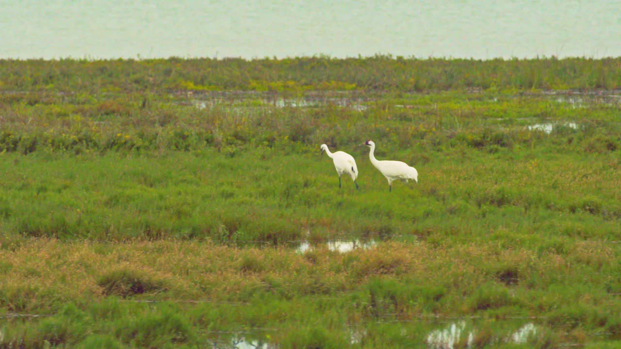A pair of Whooping Cranes feeding in a wetlands 4K