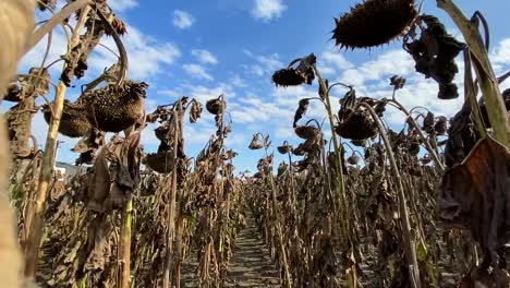 dead sunflowers in a field