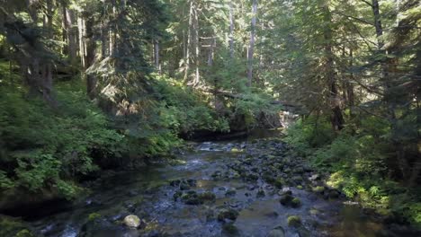 low flight downriver in stunning old growth forest