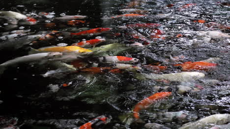 una colorida variedad de koi ornamentales - peces carpa también conocidos como kohaku, sanke y showa, nadando con gracia en un estanque koi