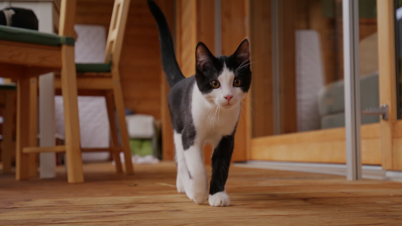 Adorable black and white kitten exploring and playing around the house.