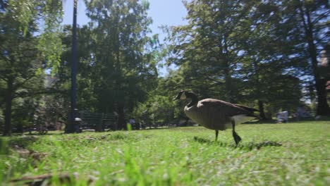 Gänse-Verlassen-Das-Wasser-Im-Boston-Public-Garden