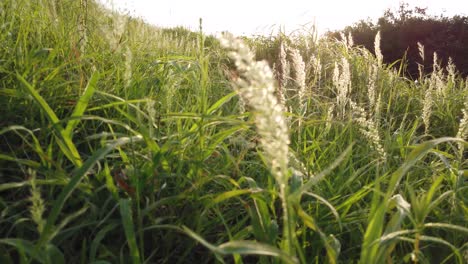 Grass-field-during-sunset-in-4K---shot-in-India