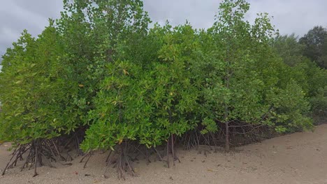 a tropical mangrove forest along a coastal shoreline, home to diverse wildlife and a natural barrier against coastal erosion.