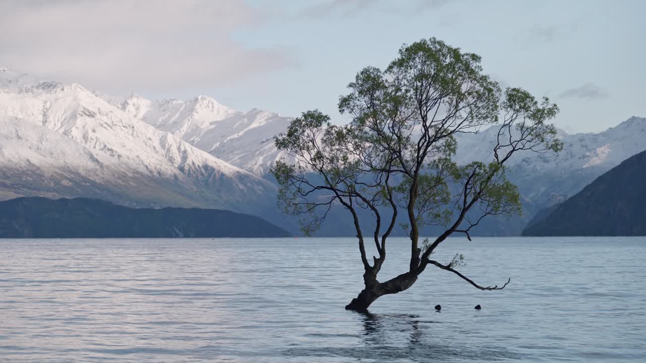 Tripod shot of the famous Wanaka Tree standing alone in the lake, with snow-covered mountains in the background on a calm, sunny morning