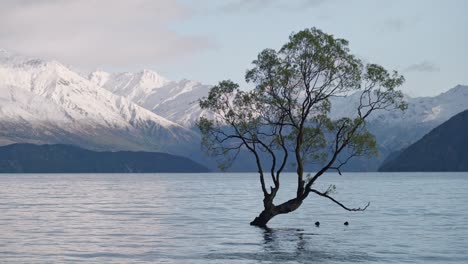 tripod shot of the famous wanaka tree standing alone in the lake, with snow-covered mountains in the background on a calm, sunny morning