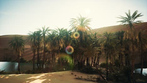 palm-trees-inside-the-dunes