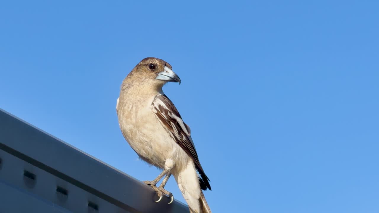 Australian butcherbird stands alert on metal roof, natural daylight, static camera, blue sky background