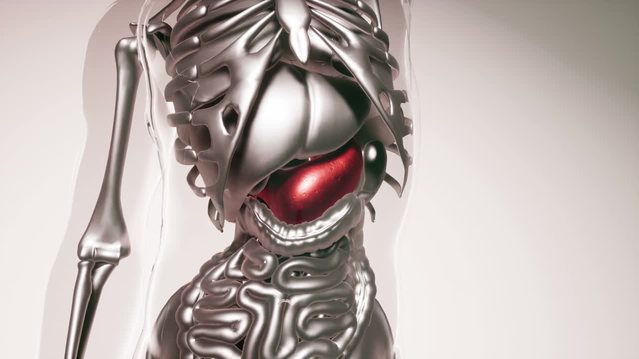 모든 장기와  ⁇ 를 가진 인간의 위 모델