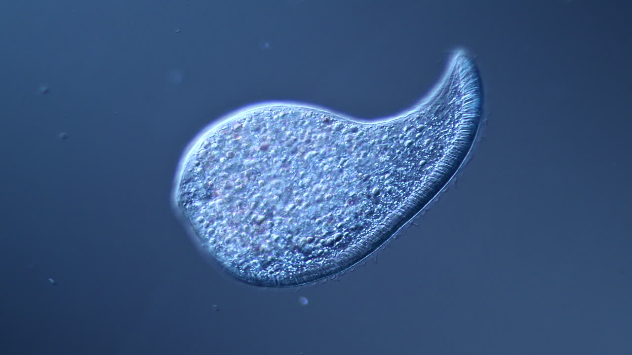 Microscopic view of a single-celled protozoan