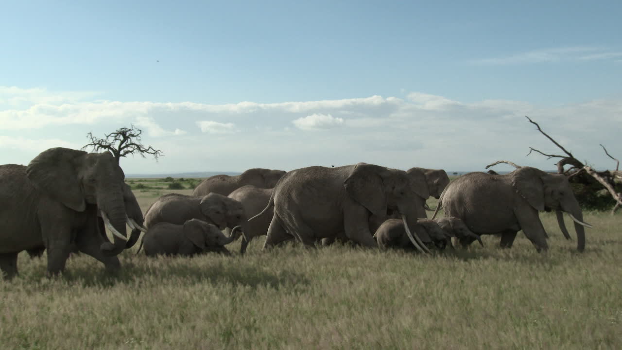familia de elefantes africanos a toda prisa, caminando por pastizales, amboseli n