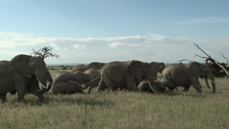 african elephant family in a hurry, walking in grasslands, amboseli n