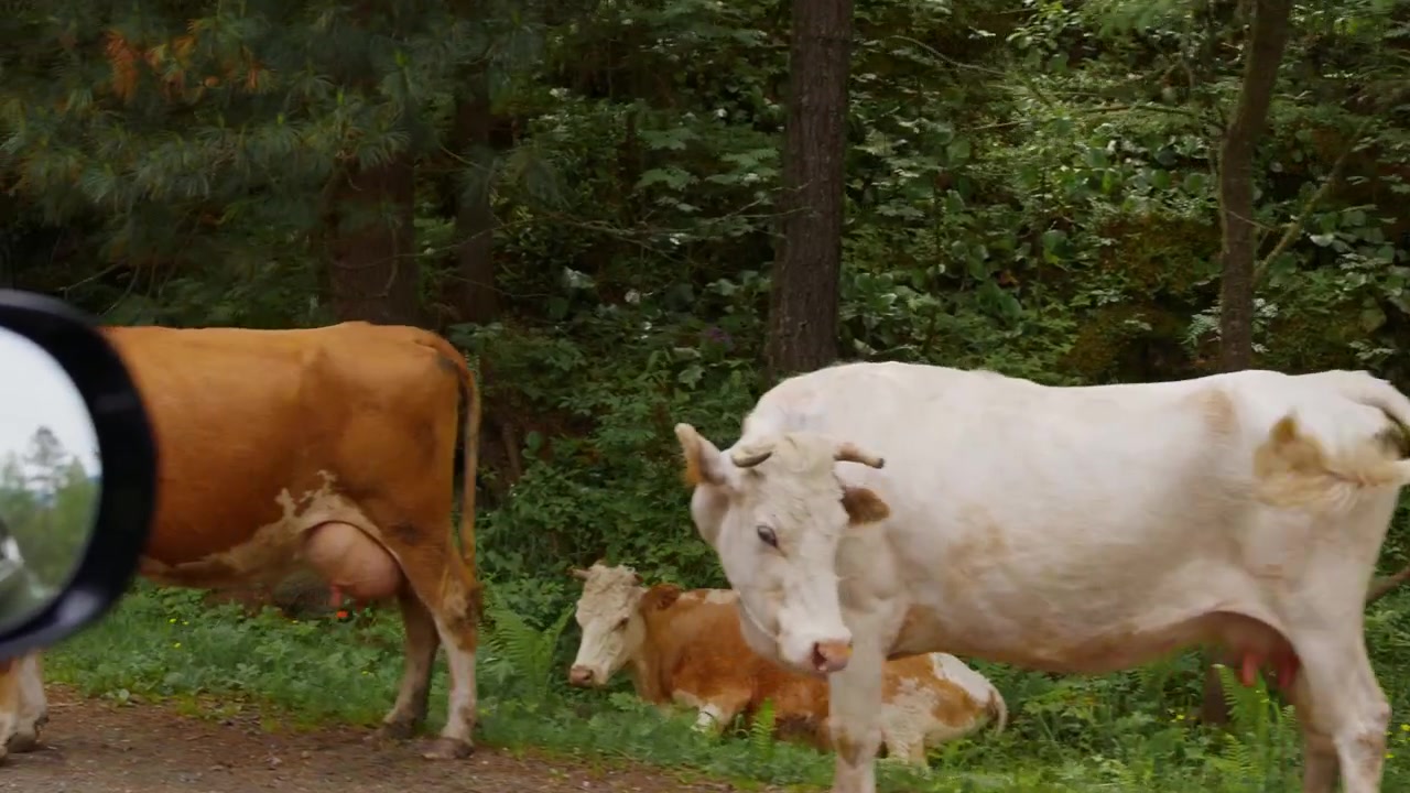 Lo specchietto laterale di un'auto mostra un sentiero nel bosco. Una mucca bianca cammina tranquillamente vicino agli alberi. Una seconda mucca è sdraiata, riposando pacificamente. La scena appare tranquilla e naturale. Ideale per documentari sulla natura, vlog di viaggio.