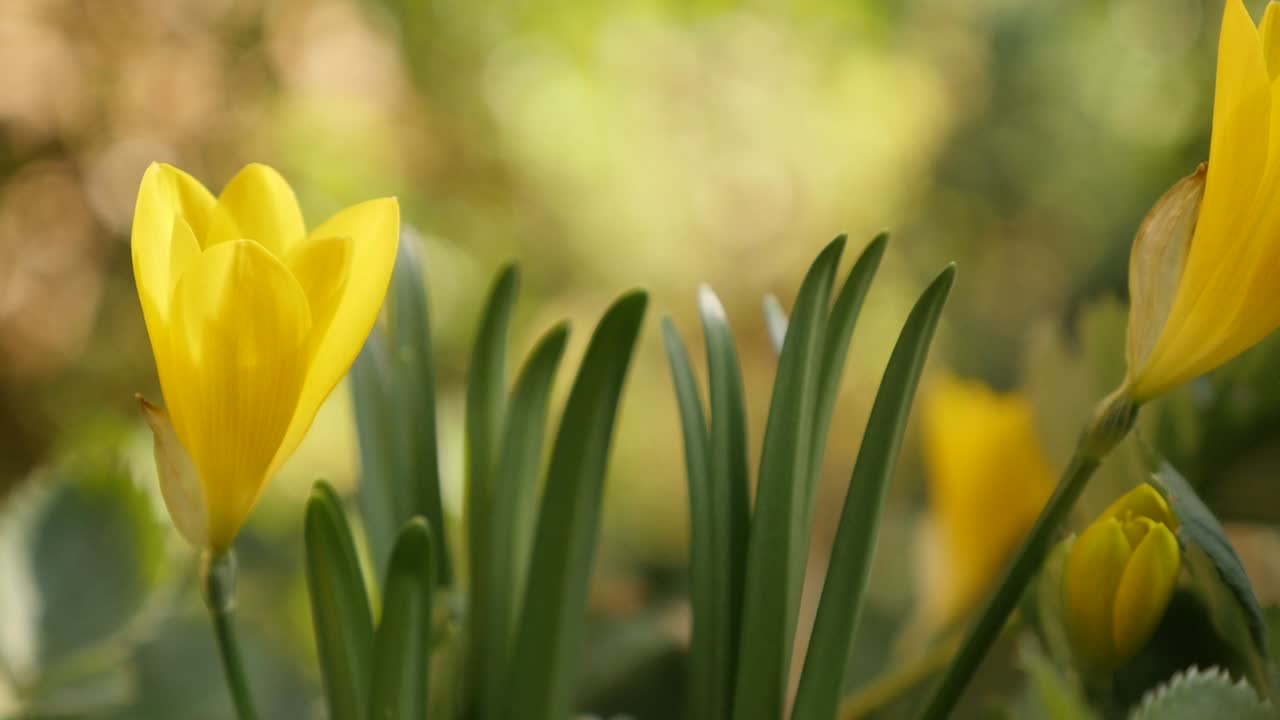 Amaryllidaceae family yellow lily-of-the-field plant shallow DOF 4K
