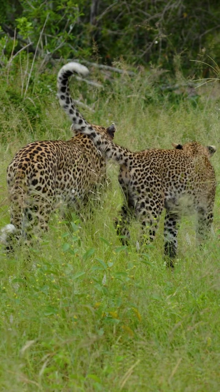 Kruger Ulusal Parkı'nın uzun yeşil otlarında oyun oynayarak etkileşen iki vahşi leopar, doğal hayvan davranışlarını sergiliyor