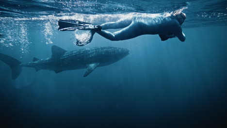 snorkeling with a whale shark