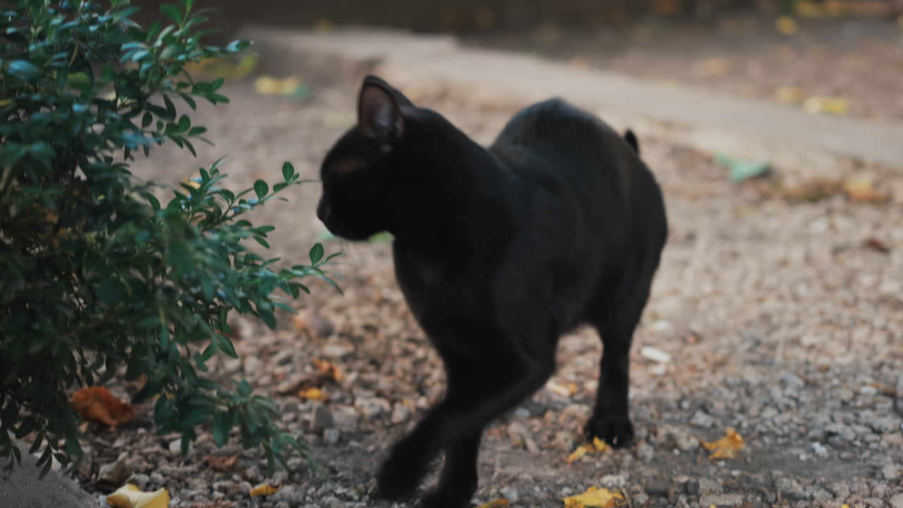Black cat with green eyes meowing while walking on a garden path
