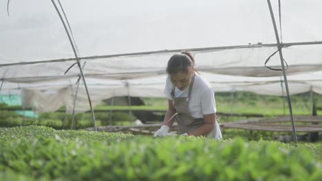 young beautiful woman's walking and checking planting