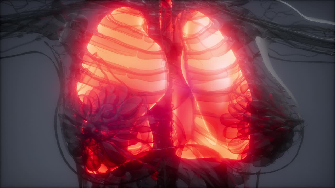 examen radiológico de los pulmones humanos