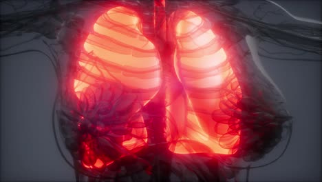 Human-Lungs-Radiology-Exam