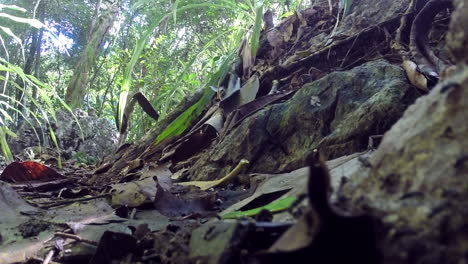 ants walking through the rainforest