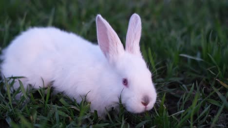 white rabbit in green grass