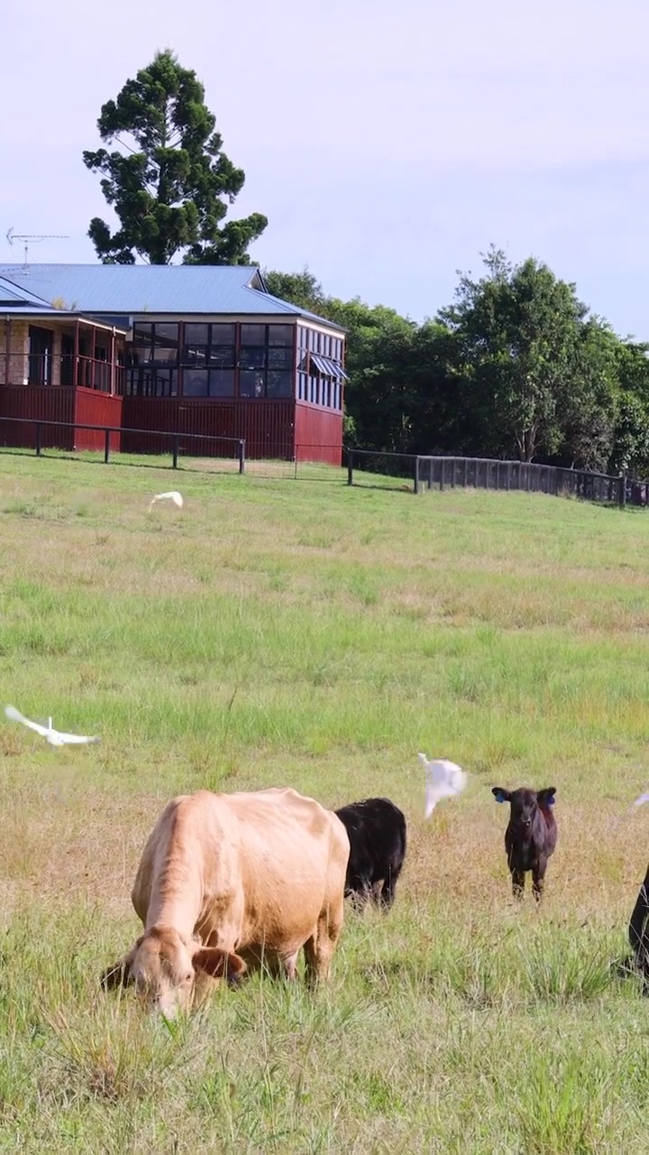 Una mucca marrone chiaro e vitelli neri pascolano pacificamente in un campo vicino a una fattoria