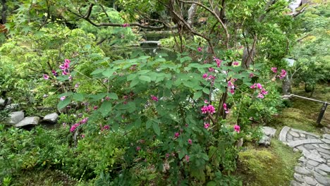 Hermosas-Flores-Rosadas