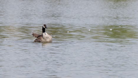 Funny-Canada-Goose-loses-balance-when-dabbling-with-clumsy-recovery