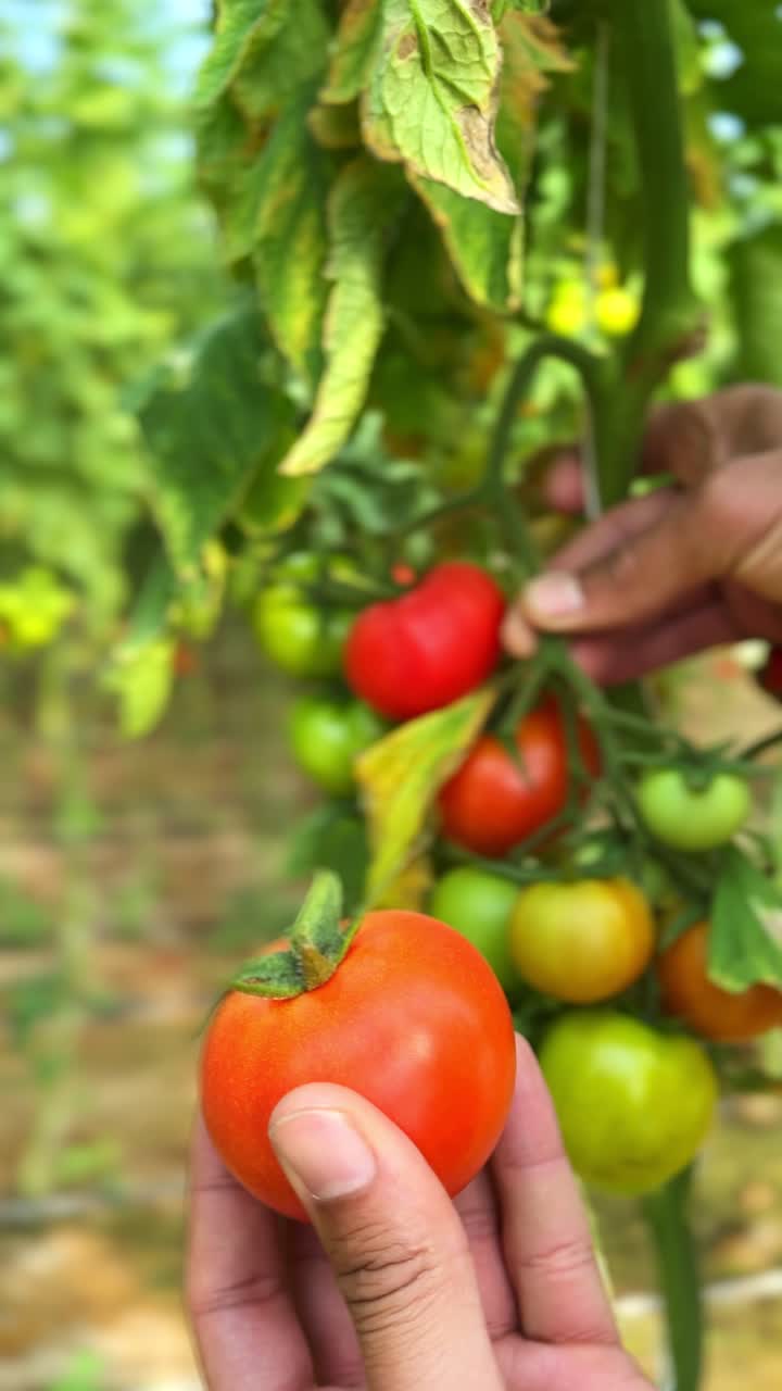 Close-up of a hand harvesting vine-ripened tomato in a greenhouse. Organic farming footage ideal for sustainability, gardening, and food industry content. Shot in vertical 4K.