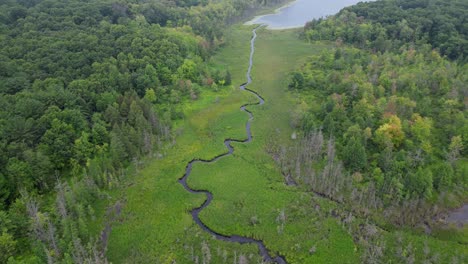 aerial view of remote woodland ecosystem wetland