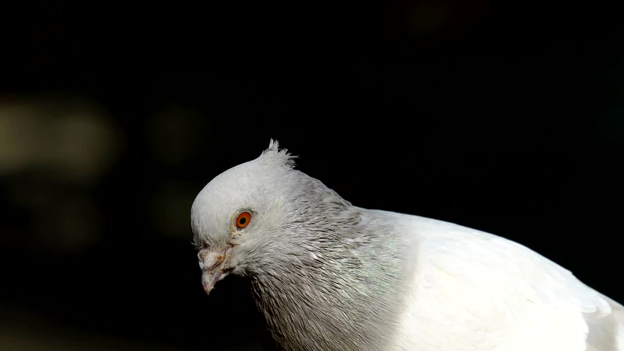 Children feed domestic pigeons. The white-dove pecks the seeds from the child's hand, but another gray-lilac and greenish pigeon pulls back the white dove, and he starts quickly pecking the seeds