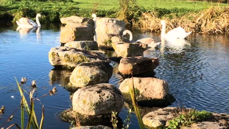 a swan family swims on a lake on a sunny day