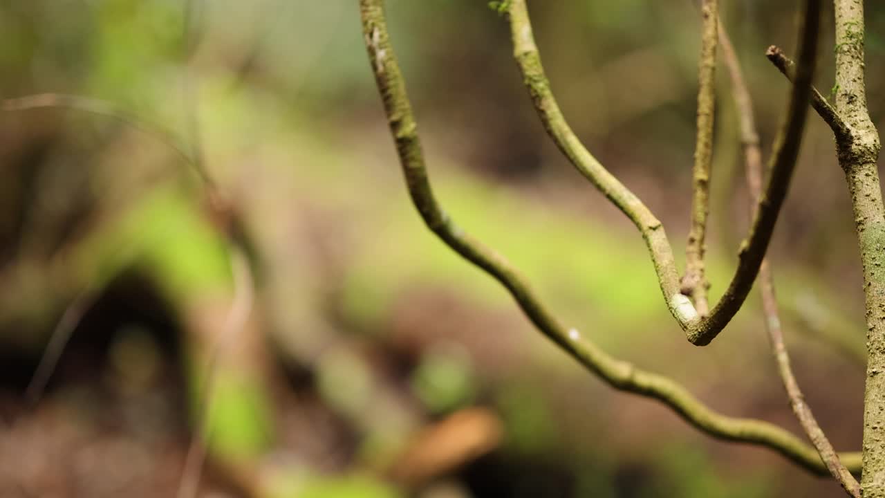 Close-up of vines swaying gently in a lush forest setting with soft, natural lighting