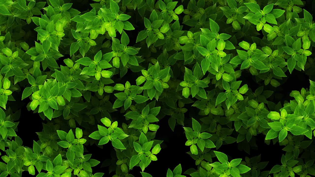 растительный зеленый естественный фон