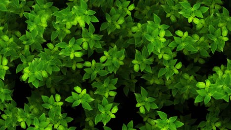 vegetable green natural background