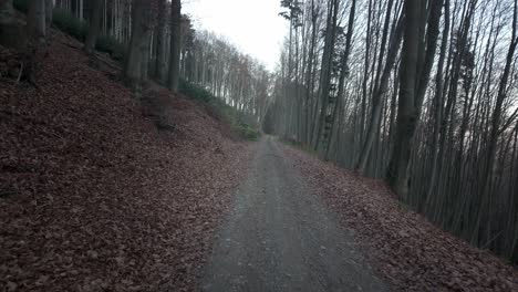 a path in the forest covered with dry leaves. gloomy autumn mood in the hills in nature alone