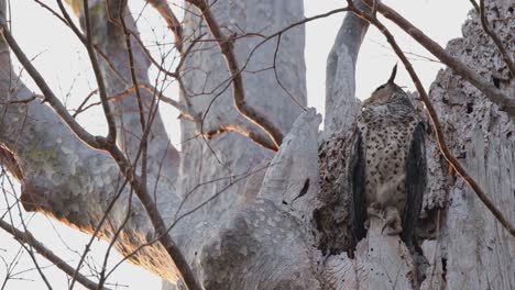 Looking-to-the-right-while-the-camera-zooms-in-during-the-afternoon,-Spot-bellied-Eagle-Owl-Ketupa-nipalensis,-Thailand