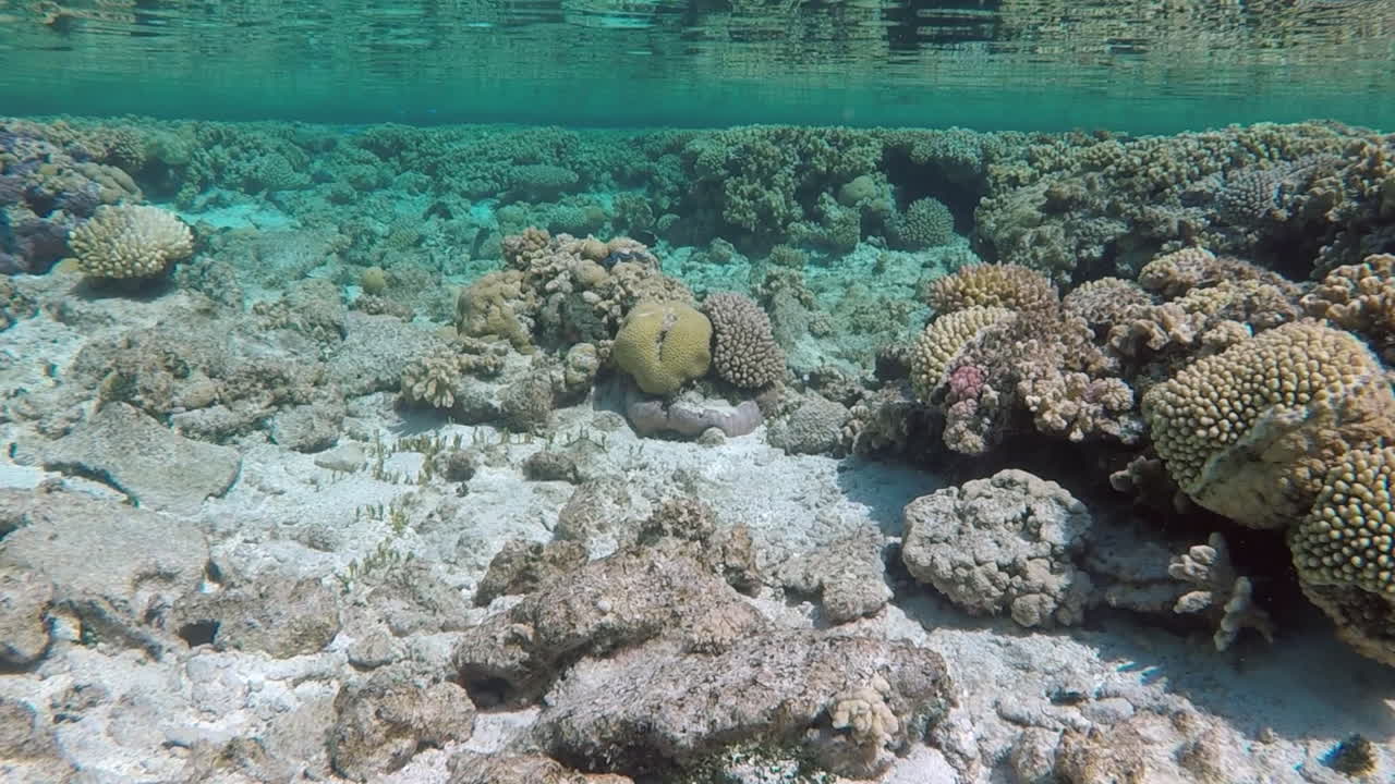 plataforma de arrecife de coral poco profunda, con reflejos submarinos, slomo de mano