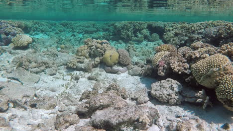 Plataforma-De-Arrecife-De-Coral-Poco-Profunda,-Con-Reflejos-Submarinos,-Slomo-De-Mano