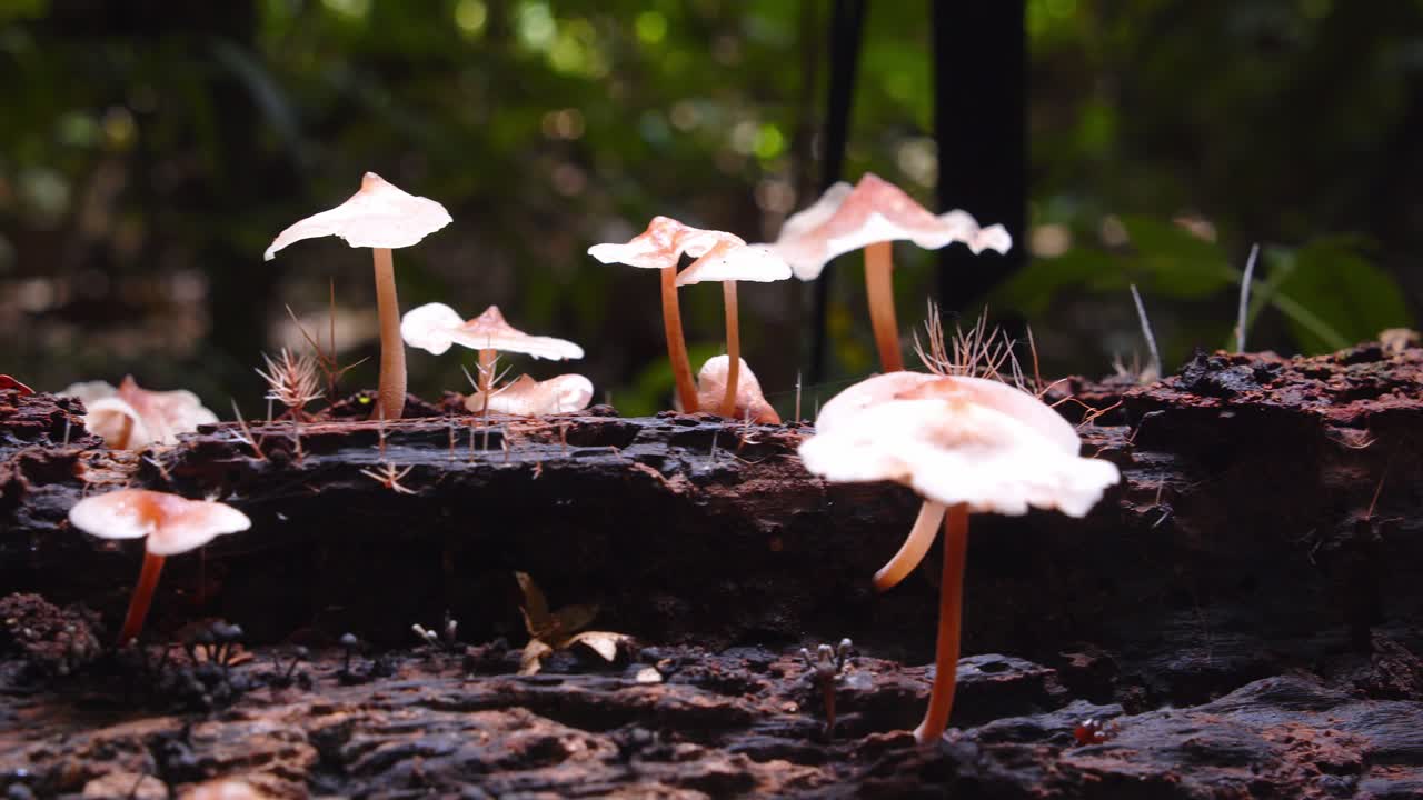 Magic mushrooms rise from a fallen tree, their delicate forms thriving in the damp Amazon rainforest. Slider shot