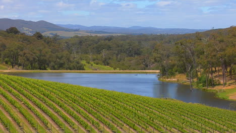 Grapes-Grow-In-The-Vineyards-Of-Victoria-Australia-1