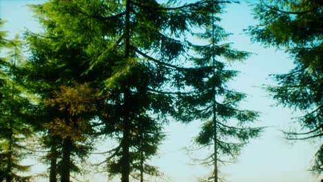 green cone trees in bright sun light