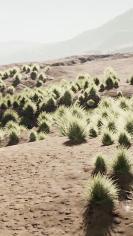 a dry, sandy desert landscape with tufts of grass