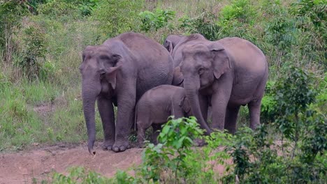 Die-Asiatischen-Elefanten-Sind-Vom-Aussterben-Bedroht-Und-Sie-Sind-Auch-In-Thailand-Beheimatet