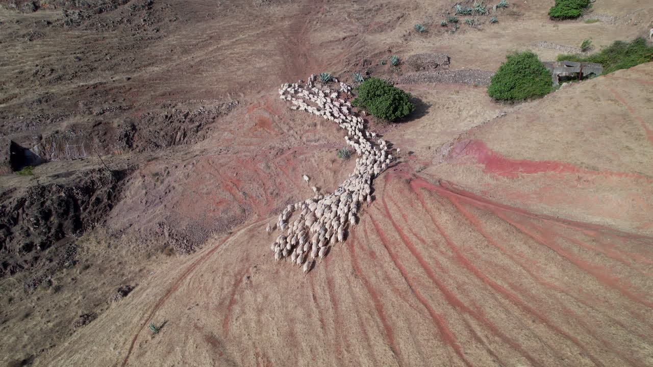 Revealing shot of large flock of white sheep walking during the day in the countryside